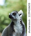 Ring Tailed Lemur Portrait