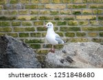 A Sea Gull Standing On A Stone  ...
