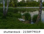 Two Swans On The Shore Near The ...