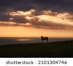 Horse In A Cliff With Sun Rays...