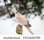 The Eurasian Collared Dove Is A ...