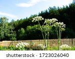 Small photo of Spherical umbrellas Garden Angelica on a background of blue sky. Wild Celery and Norwegian Angelica Angelica Archangelica .