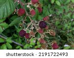 Close Up Wild Blackberry Fruit...