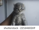 Small photo of cute grey persian kitten cubby