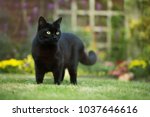 Close up of a black cat on the...