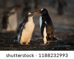 Small photo of Gentoo penguin feeding its molting chick with regurgitated food, Falkland islands.