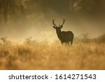 Red Deer  Cervus Elaphus  Stag...