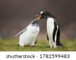 Small photo of Close up of a Gentoo penguin feeding a molting chick with regurgitated food, Falkland Islands.