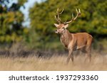 Close up of a red deer stag in...