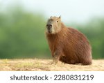 Close up of capybara against...