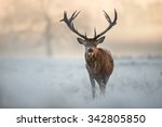 Red Deer On A Frosty Winter...