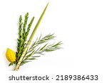 Small photo of Jewish holiday of Sukkot. Traditional symbols (The four species): Etrog (citron), lulav (palm branch), hadas (myrtle), arava (willow)