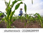 Small photo of a mexican peasant in the corn field