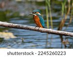 Small photo of Close up shot of juvenile male common kingfisher sitting on a perch. At Lakenheath Fen nature reserve in Suffolk, UK