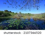 Pond in Big Cypress National Preserve, Florida with lily pads and other aquatic vegetation on clear cloudless winter afternoon.
