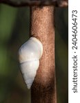 Small photo of Florida Tree Snail - Liguus fasciatus - on Gumbo Limbo Tree - Bursera simaruba in Everglades National Park, Florida.