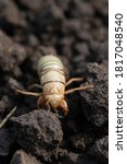 Small photo of larva of Gryllotalpa gryllotalpa or European mole cricket digging ground in close up