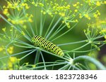 A bright green swallowtail caterpillar with orange dots. The caterpillar of the rare sailfish butterfly Papilio machaon is listed in the Red Book.
