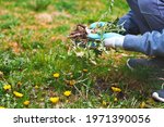 Young man hands wearing garden gloves, removing and hand-pulling Dandelions weeds plant permanently from lawn. Spring garden lawn care and weed control background.