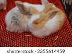 Small photo of Mini lops are rabbits that are born from crossbreeding between several breeds. They are small but larger than the Holland Lop breed. Has a docile nature, easy to raise, likes to be with family.