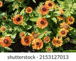 Small photo of Bright yellow Helenium Autumnale flowers. "Short and sassy"