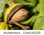 Side View Of Pecan Nut Inside...