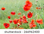 Papaver rhoeas common names include corn poppy , corn rose , field poppy , Flanders poppy , red poppy , red weed , coquelicot . 