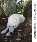 Small photo of An arctic wolf sleeping at the NYCC conservation