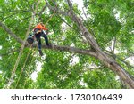 The Worker On Giant Tree