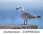 Audouin's Gull  Ichthyaetus...