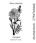 Marigolds Plant. Marigolds...