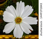 Close Up Of A White Blossom Of...