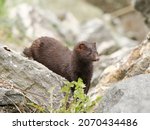 Small photo of he American mink (Neogale vison) is introduced in Europe. In Norway you can see them often near de borders of the Fjords where they hunt on small fishes and shells.