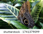 Giant Owl Butterfly On Leaf