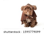 Cute puppy in brown robe