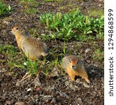 Funny American Gophers With...