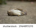 Small photo of A dead specimen of Passer domesticus, or house sparrow. It is one of the usual birds in rural and urban environments, but its population is in decline, and its existence is threatened. Aragon, Spain.