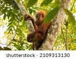 A Young Sumatran Orangutan Sits ...