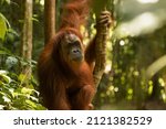 Small photo of Wild female Sumatran Orangutan, clinging to a branch, and living in the rainforest of North Sumatra, Indonesia, Southeast Asia