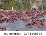 Hundreds of red mangrove crabs crossing roads in search of the sea during spawning season on the Guanahacabibes Peninsula, Cuba