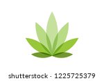 Cannabis Leaf Logo Designs...