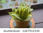 A little container of Sansevieria trifasciata aka mother-in-law's tongue, in little pot being displayed beside the window arranged as a corner for relaxing and overwatching the view of the pond 