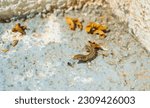 Small photo of Lizard with tail lost due to autotomy at Manolas village steps at Therasia island.Autotomy or self amputation is the behaviour whereby an animal sheds or discards one or more of its own appendages