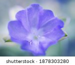 Blurred Blue Flower Evolvulus...