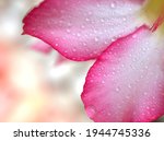 Closeup Adenium Obesum Flower...
