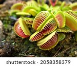 Closeup Venus flytrap ,Insectivorous plants ,Low Giant ,Dionaea muscipula ,needle-like-teeth ,venus fly catcher ,Cook's Carnivorous 