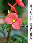 Small photo of Red flower Euphorbia geroldii plant ,Gerold's Spurge ,Thornless Crown of thorn ,Semi-succulent family Euphorbiaceae tropical flower plants ,macro image