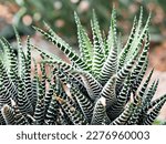 Small photo of Succulent Zebra plant ,Haworthia Aloe Vera ,Pearl plant ,Zebra cactus ,Star window ,Cushion Aloe ,Haworthia fasciata South African succulent is family Asphodelaceae ,Attractive striped rosettes