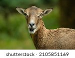 European mouflon  ovis aries...