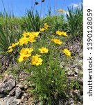 Small photo of A Patch of Yellow Coreopsis Flowers Growing in the Arbuckle Mountains near Turner Falls Park in South Central Oklahoma